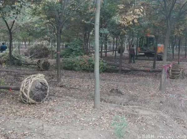 紅榉樹基地苗木(mù)圖片